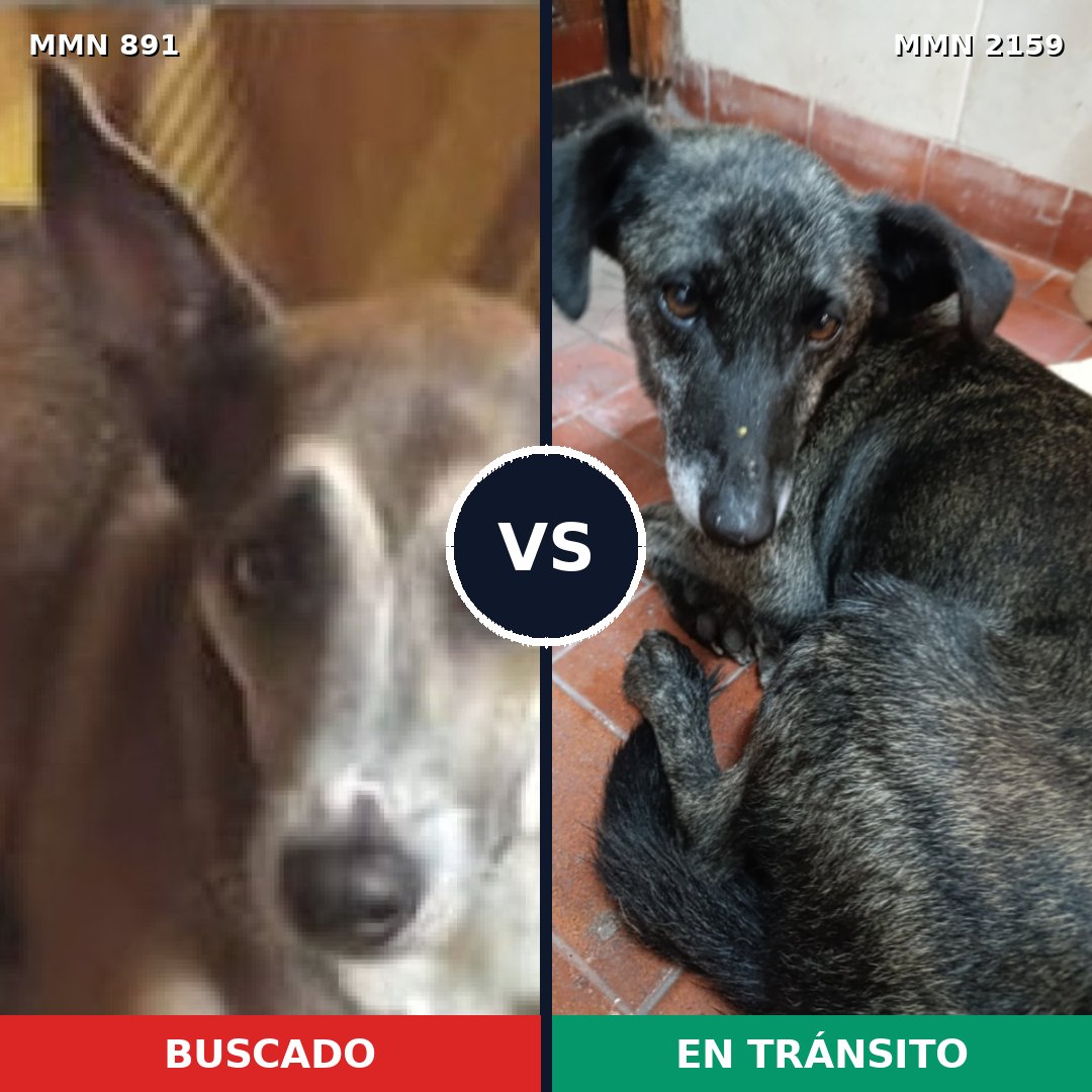 Comparativa MMS 63287: mascota perdida y mascota encontrada, 51% de similitud