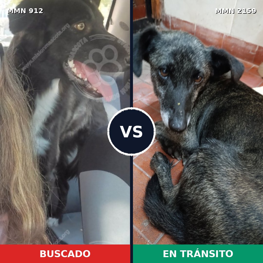 Comparativa MMS 63294: mascota perdida y mascota encontrada, 69% de similitud