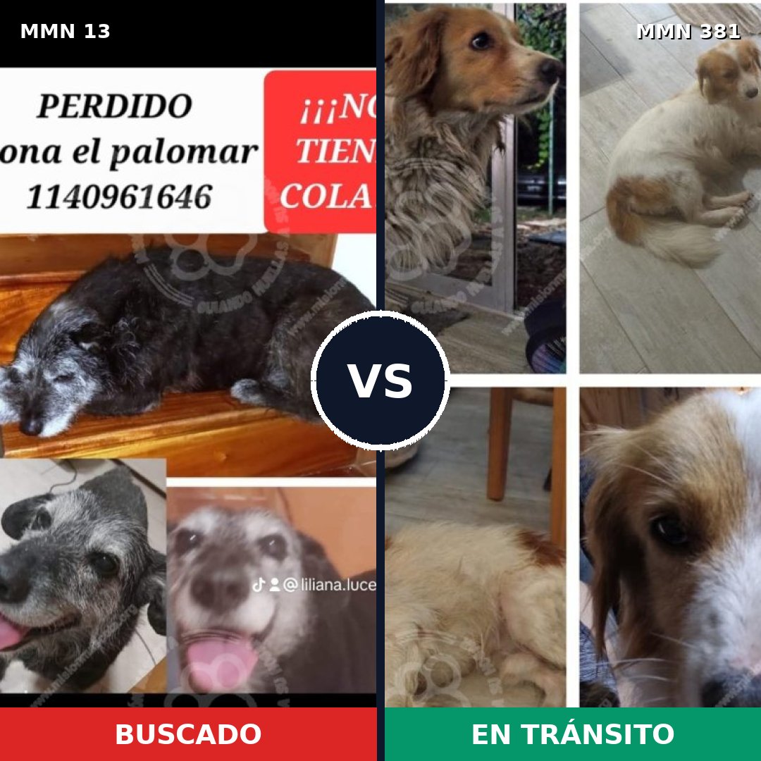 Comparativa MMS 633: mascota perdida y mascota encontrada, 75% de similitud