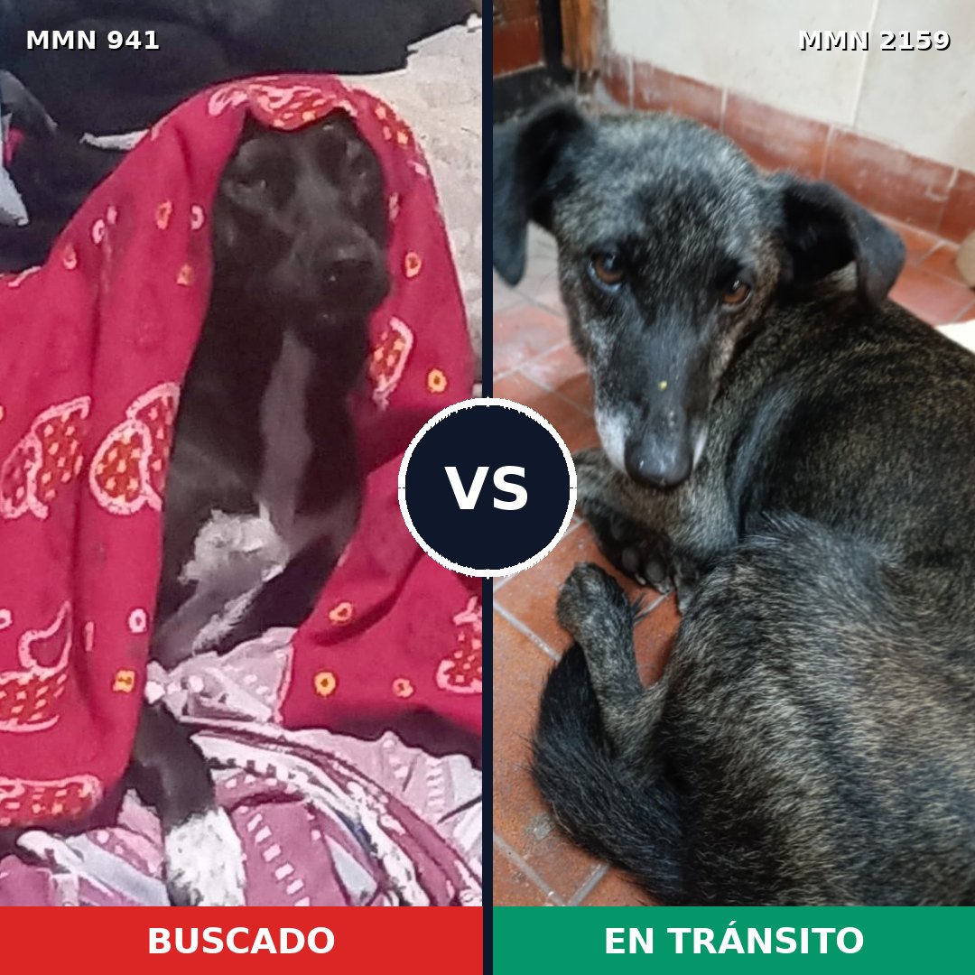 Comparativa MMS 63300: mascota perdida y mascota encontrada, 58% de similitud