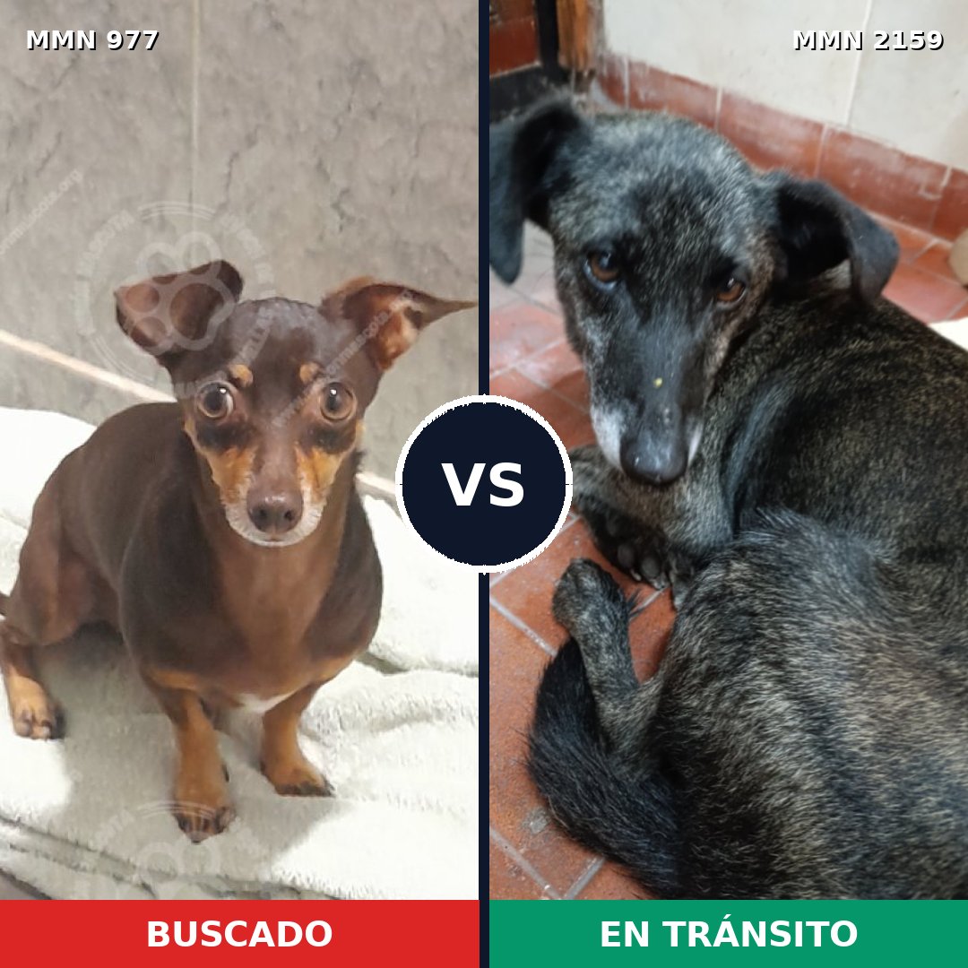 Comparativa MMS 63307: mascota perdida y mascota encontrada, 54% de similitud
