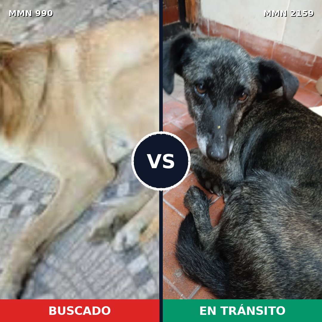 Comparativa MMS 63309: mascota perdida y mascota encontrada, 61% de similitud