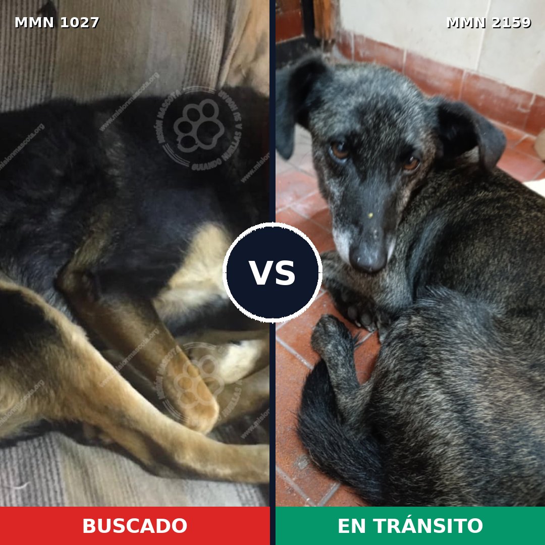 Comparativa MMS 63315: mascota perdida y mascota encontrada, 70% de similitud