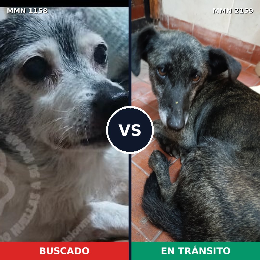 Comparativa MMS 63319: mascota perdida y mascota encontrada, 27% de similitud