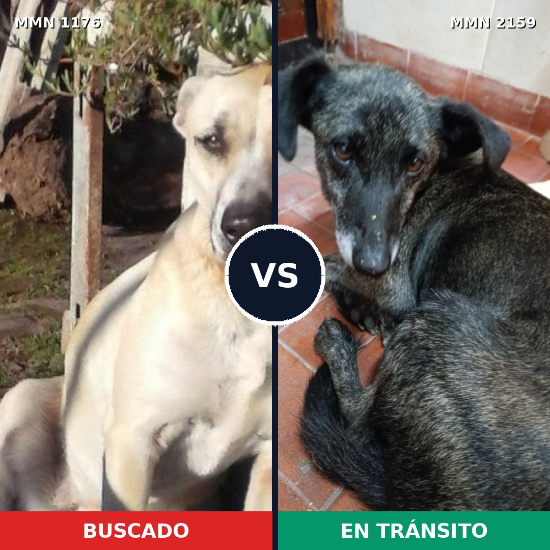 Comparativa MMS 63324: mascota perdida y mascota encontrada, 61% de similitud