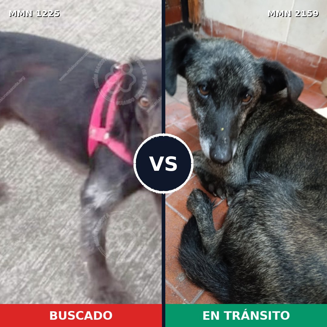 Comparativa MMS 63334: mascota perdida y mascota encontrada, 58% de similitud