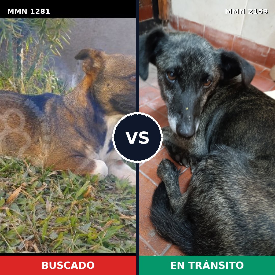 Comparativa MMS 63341: mascota perdida y mascota encontrada, 58% de similitud