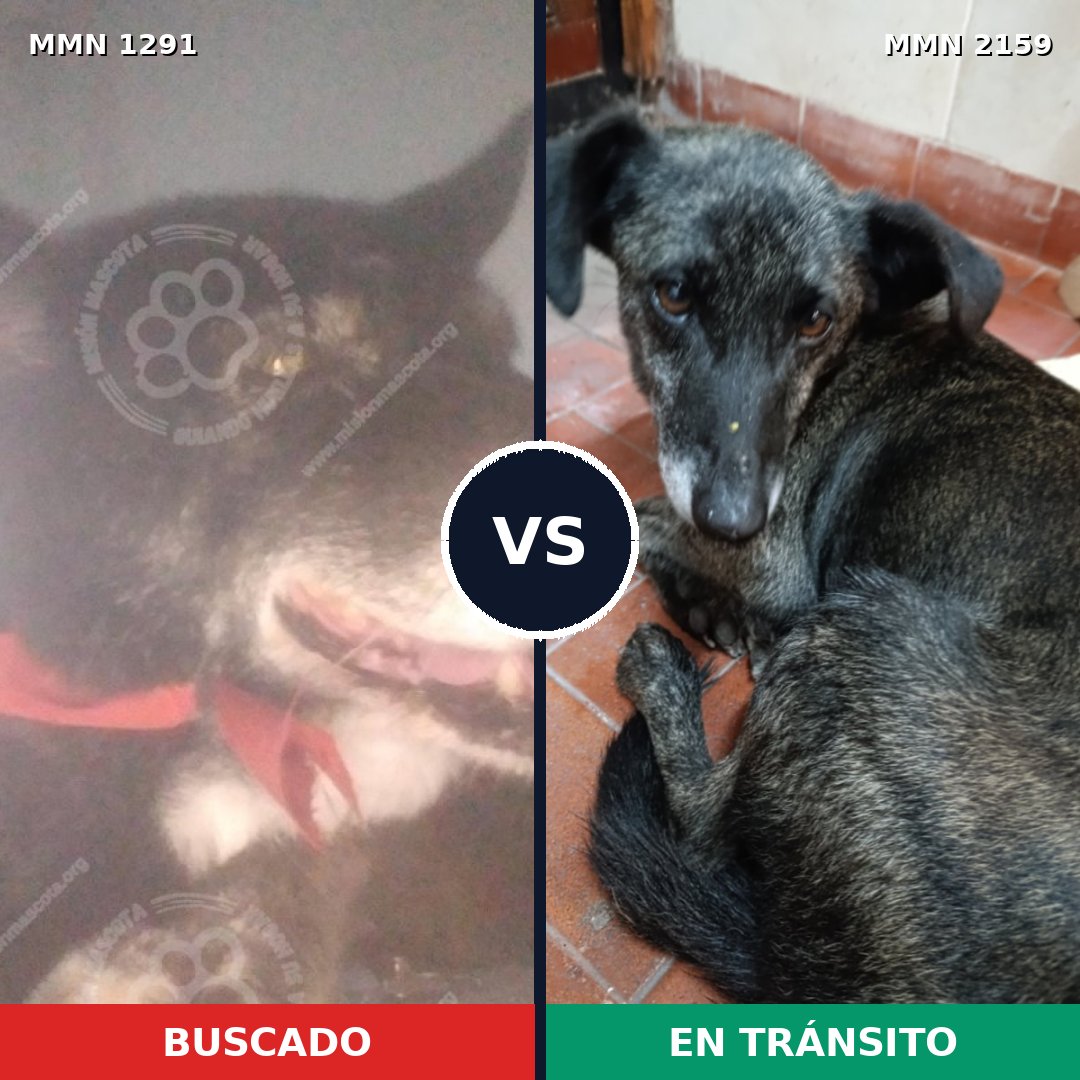 Comparativa MMS 63342: mascota perdida y mascota encontrada, 58% de similitud