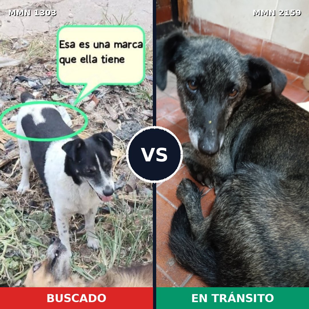 Comparativa MMS 63346: mascota perdida y mascota encontrada, 54% de similitud