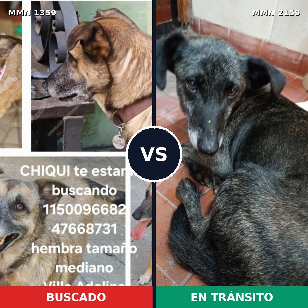 Comparativa MMS 63352: mascota perdida y mascota encontrada, 58% de similitud