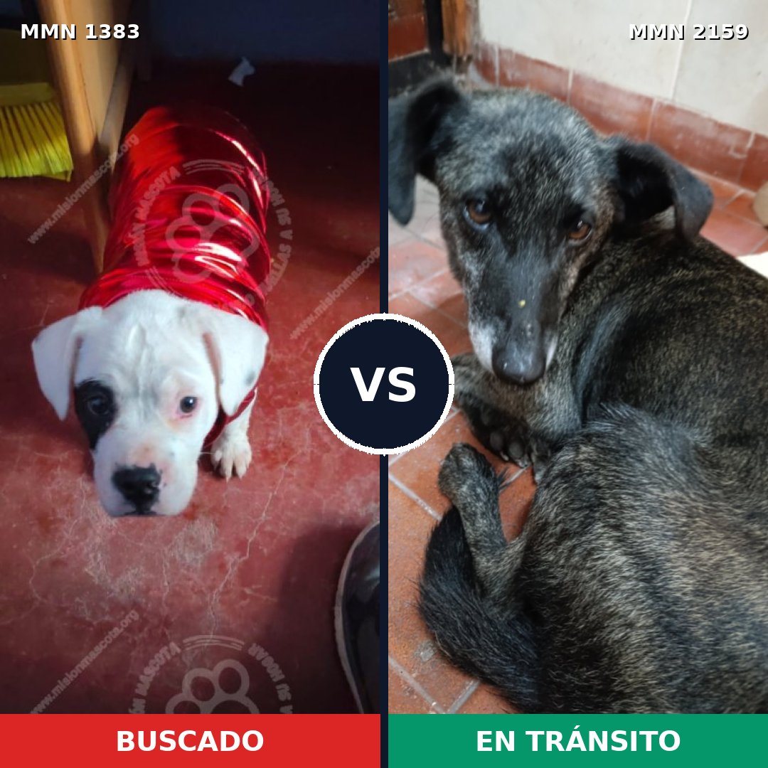 Comparativa MMS 63355: mascota perdida y mascota encontrada, 56% de similitud