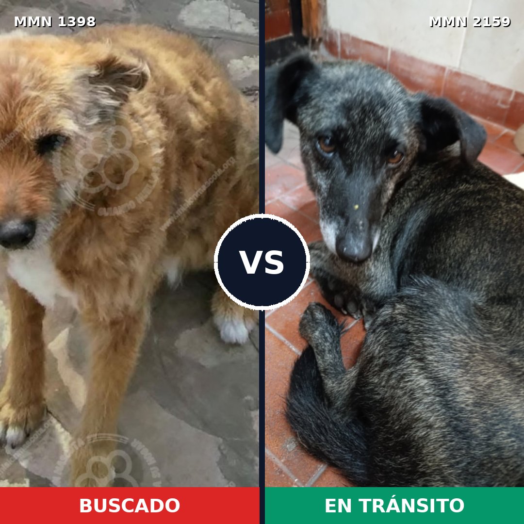 Comparativa MMS 63357: mascota perdida y mascota encontrada, 58% de similitud