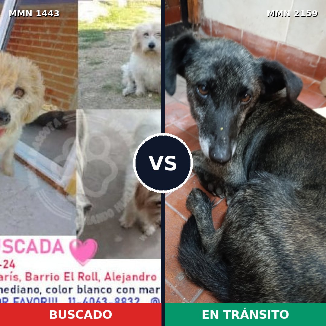 Comparativa MMS 63360: mascota perdida y mascota encontrada, 61% de similitud