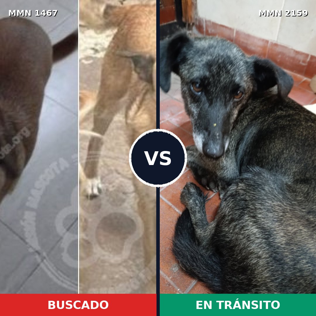 Comparativa MMS 63363: mascota perdida y mascota encontrada, 50% de similitud