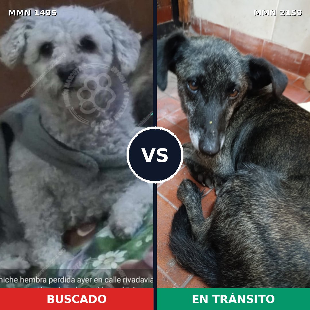 Comparativa MMS 63365: mascota perdida y mascota encontrada, 19% de similitud