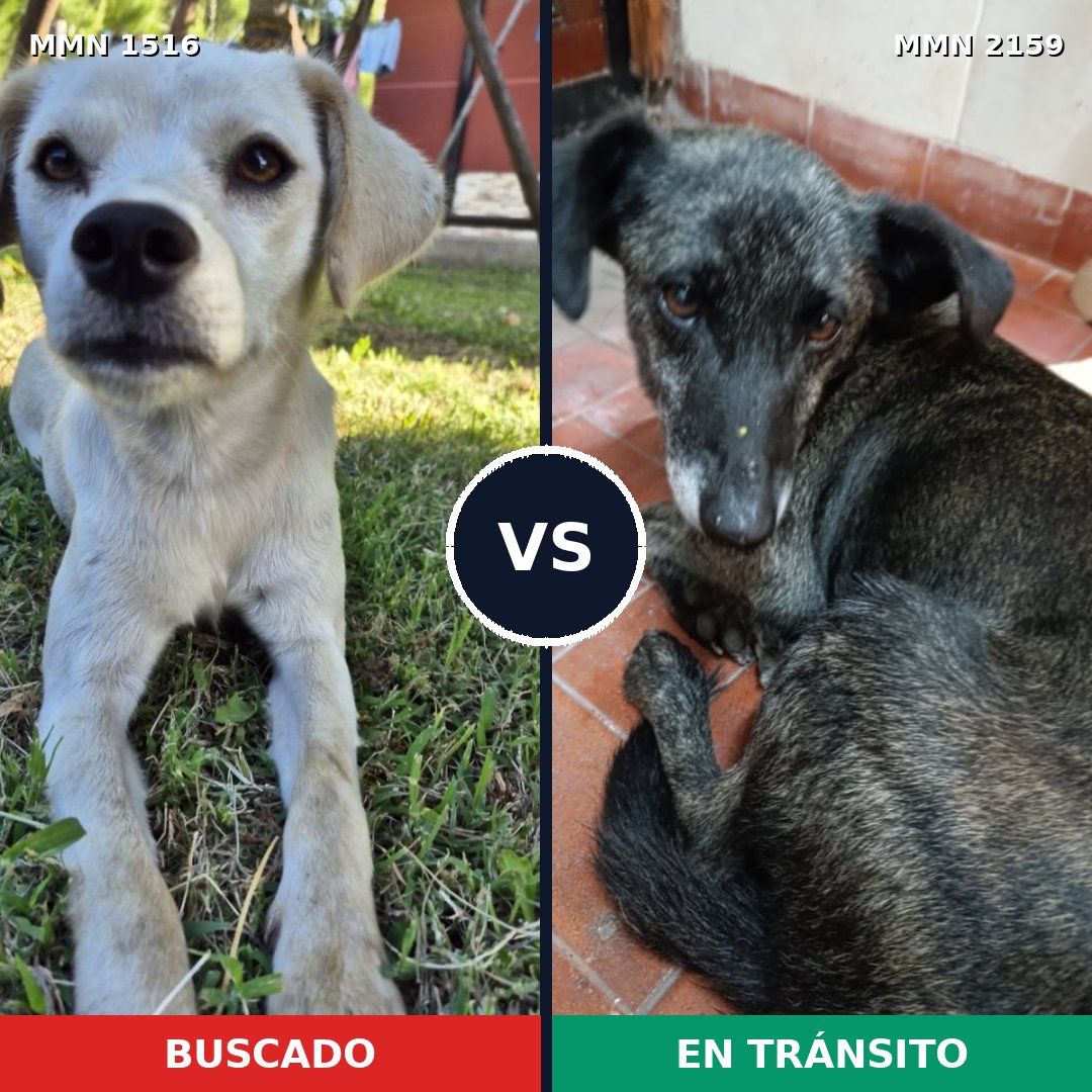 Comparativa MMS 63368: mascota perdida y mascota encontrada, 70% de similitud