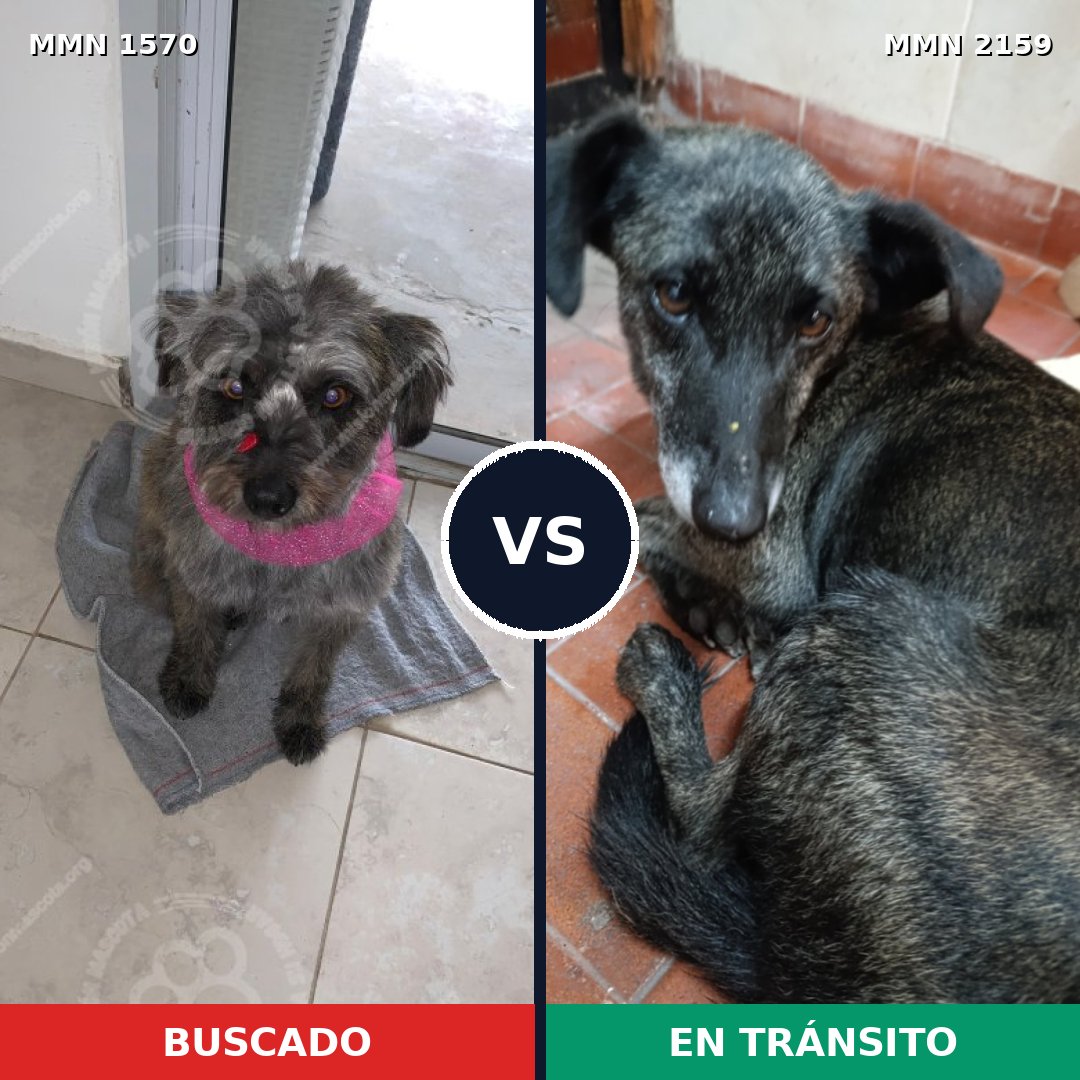 Comparativa MMS 63373: mascota perdida y mascota encontrada, 80% de similitud