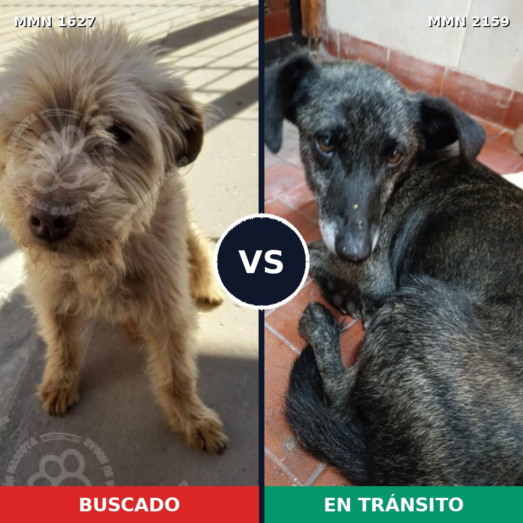 Comparativa MMS 63378: mascota perdida y mascota encontrada, 53% de similitud