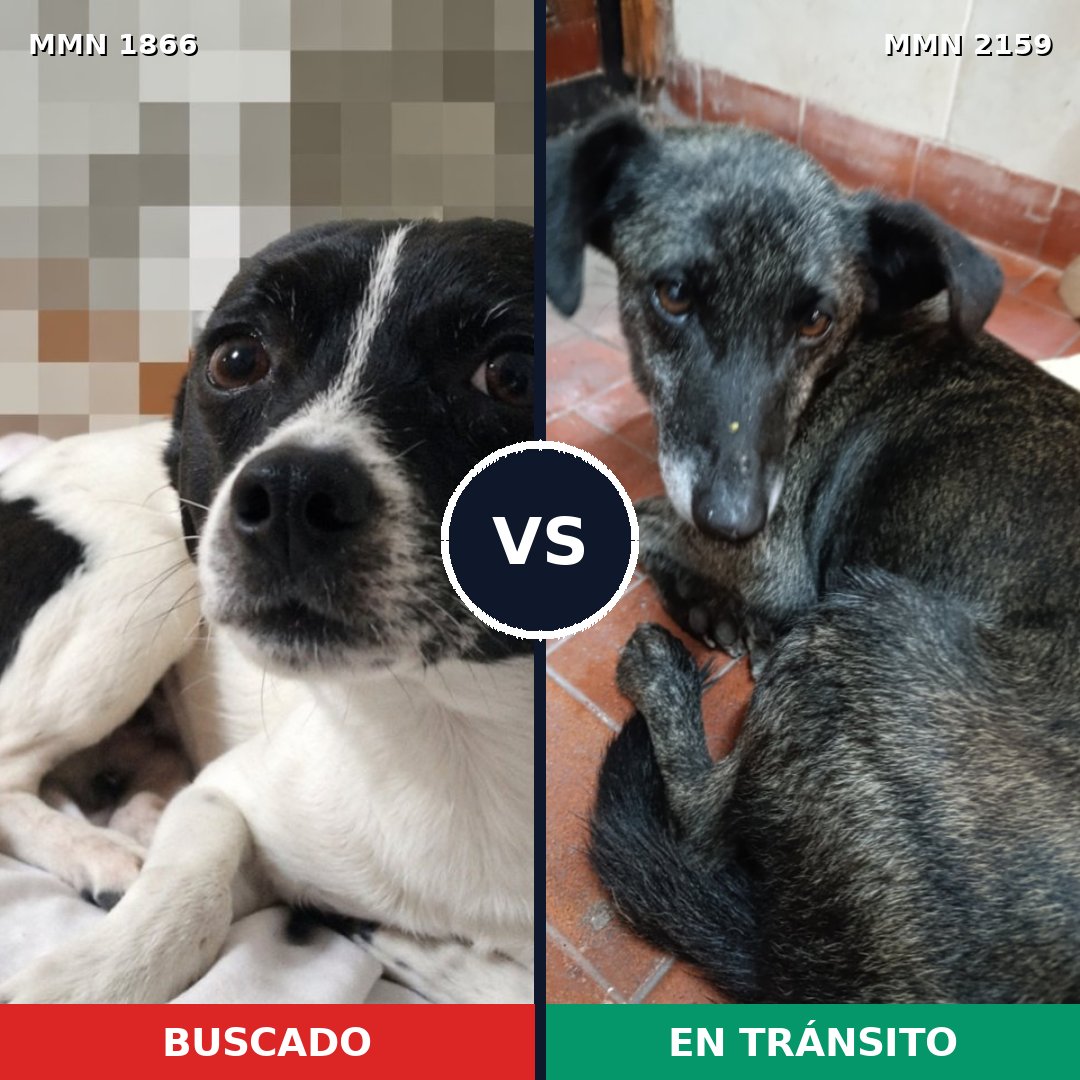 Comparativa MMS 63397: mascota perdida y mascota encontrada, 54% de similitud