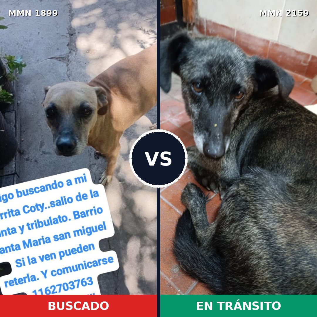 Comparativa MMS 63399: mascota perdida y mascota encontrada, 60% de similitud