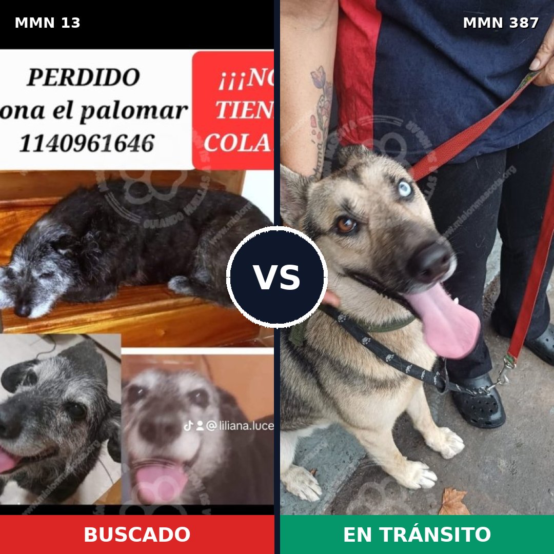Comparativa MMS 634: mascota perdida y mascota encontrada, 41% de similitud