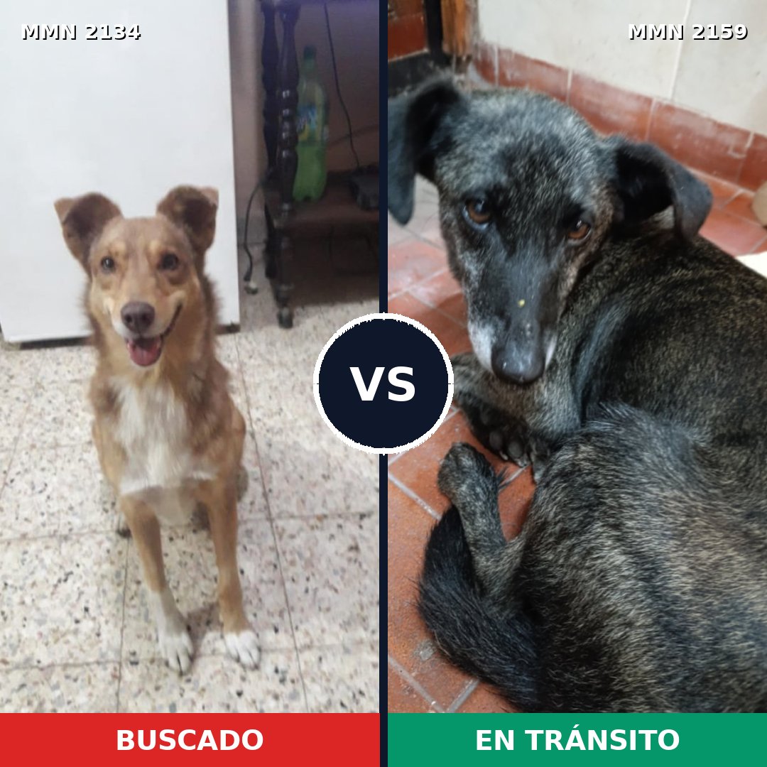 Comparativa MMS 63445: mascota perdida y mascota encontrada, 59% de similitud