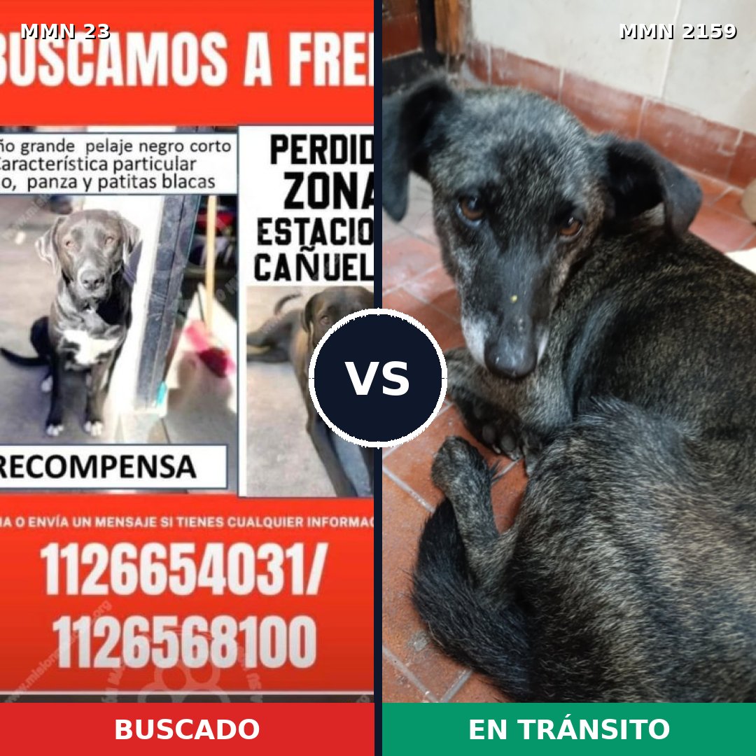 Comparativa MMS 63454: mascota perdida y mascota encontrada, 61% de similitud