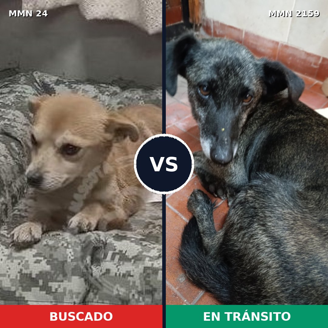 Comparativa MMS 63455: mascota perdida y mascota encontrada, 53% de similitud