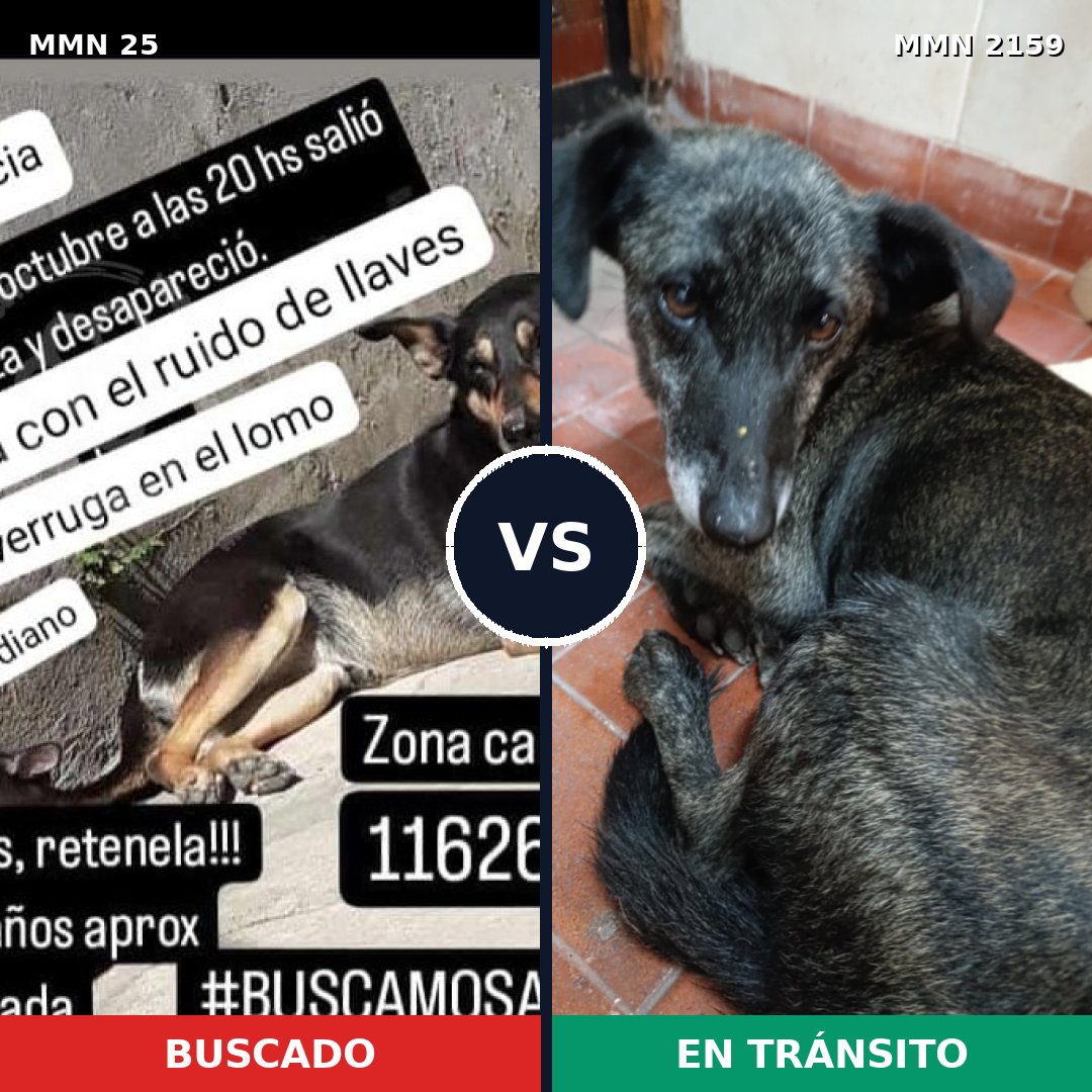 Comparativa MMS 63456: mascota perdida y mascota encontrada, 78% de similitud