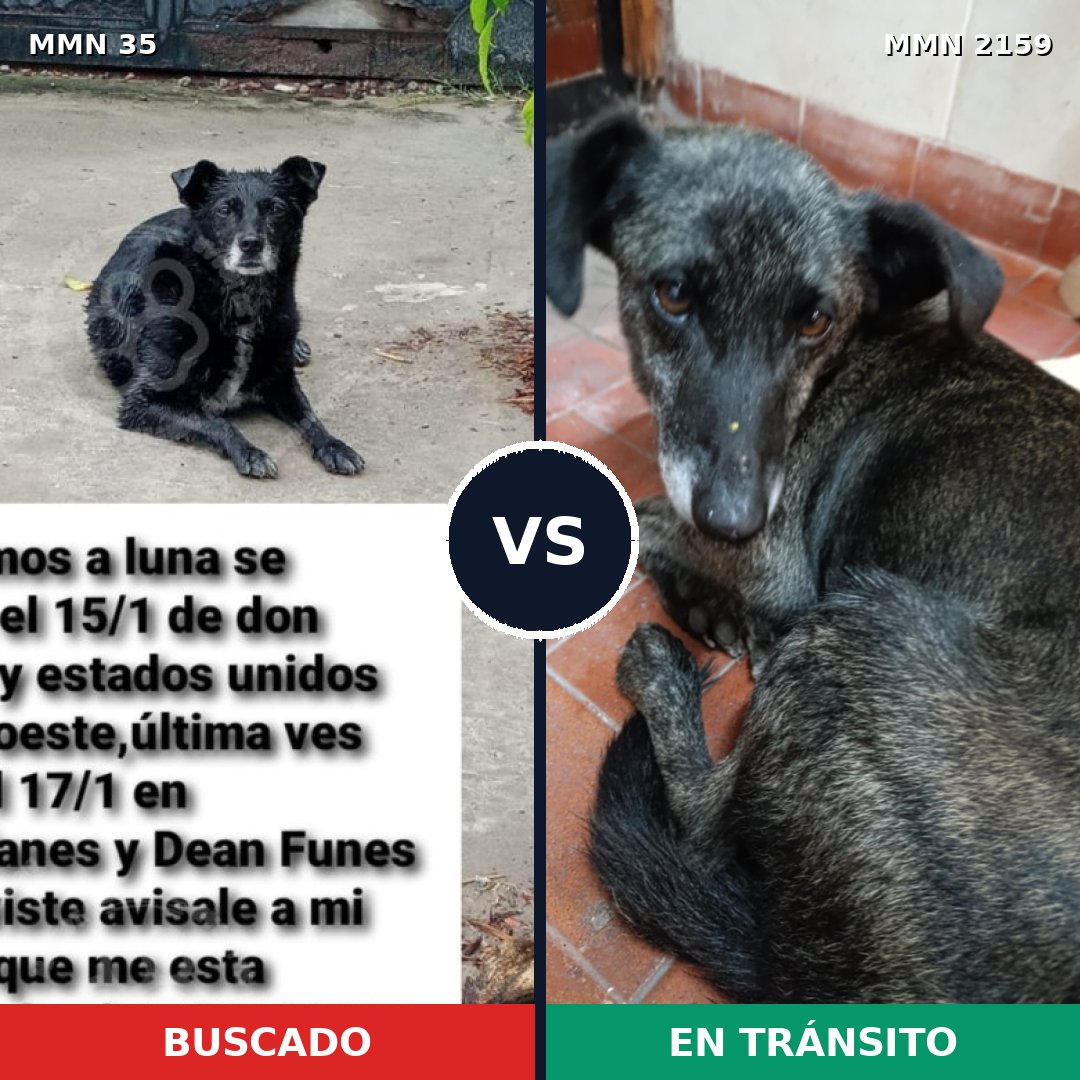 Comparativa MMS 63457: mascota perdida y mascota encontrada, 58% de similitud