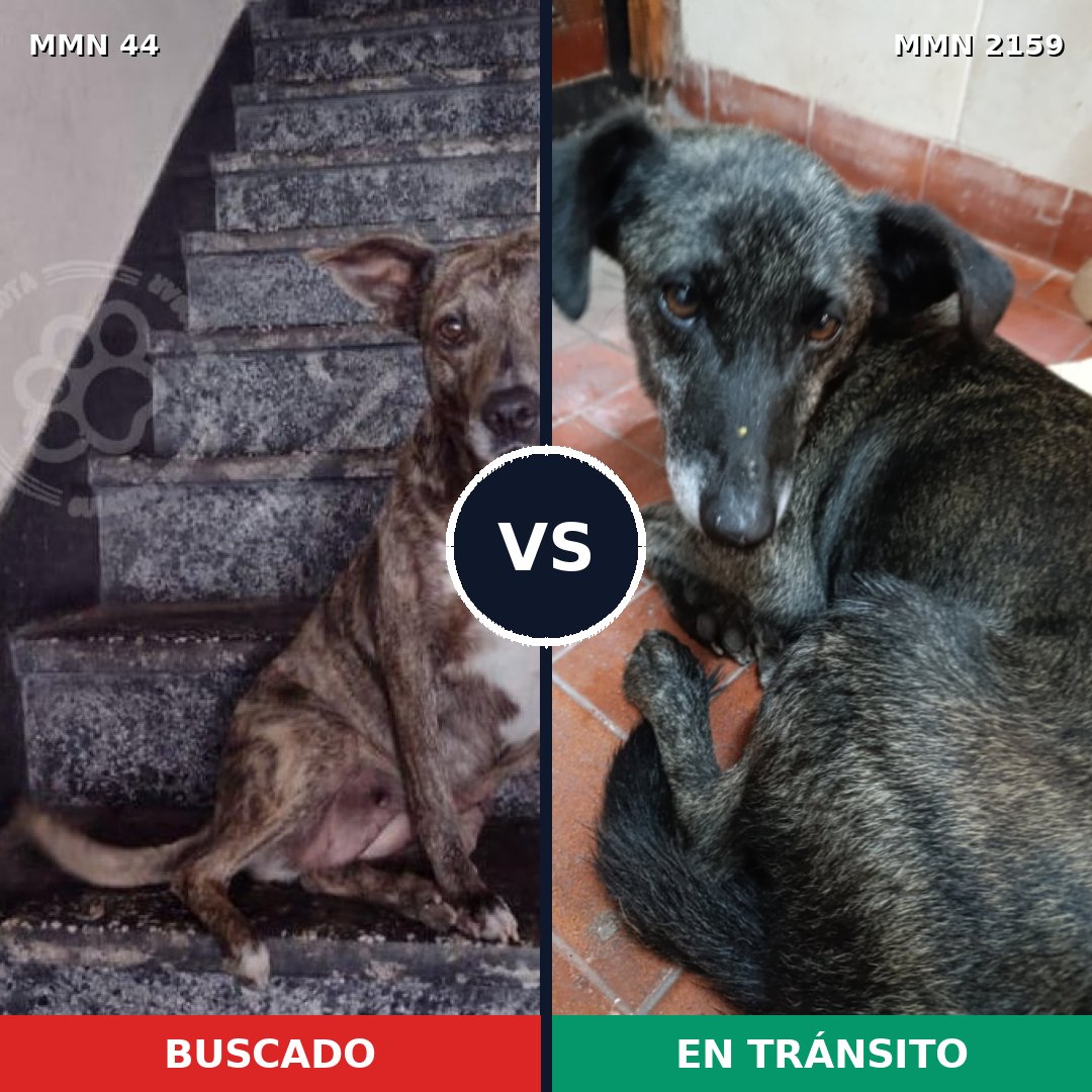 Comparativa MMS 63458: mascota perdida y mascota encontrada, 58% de similitud