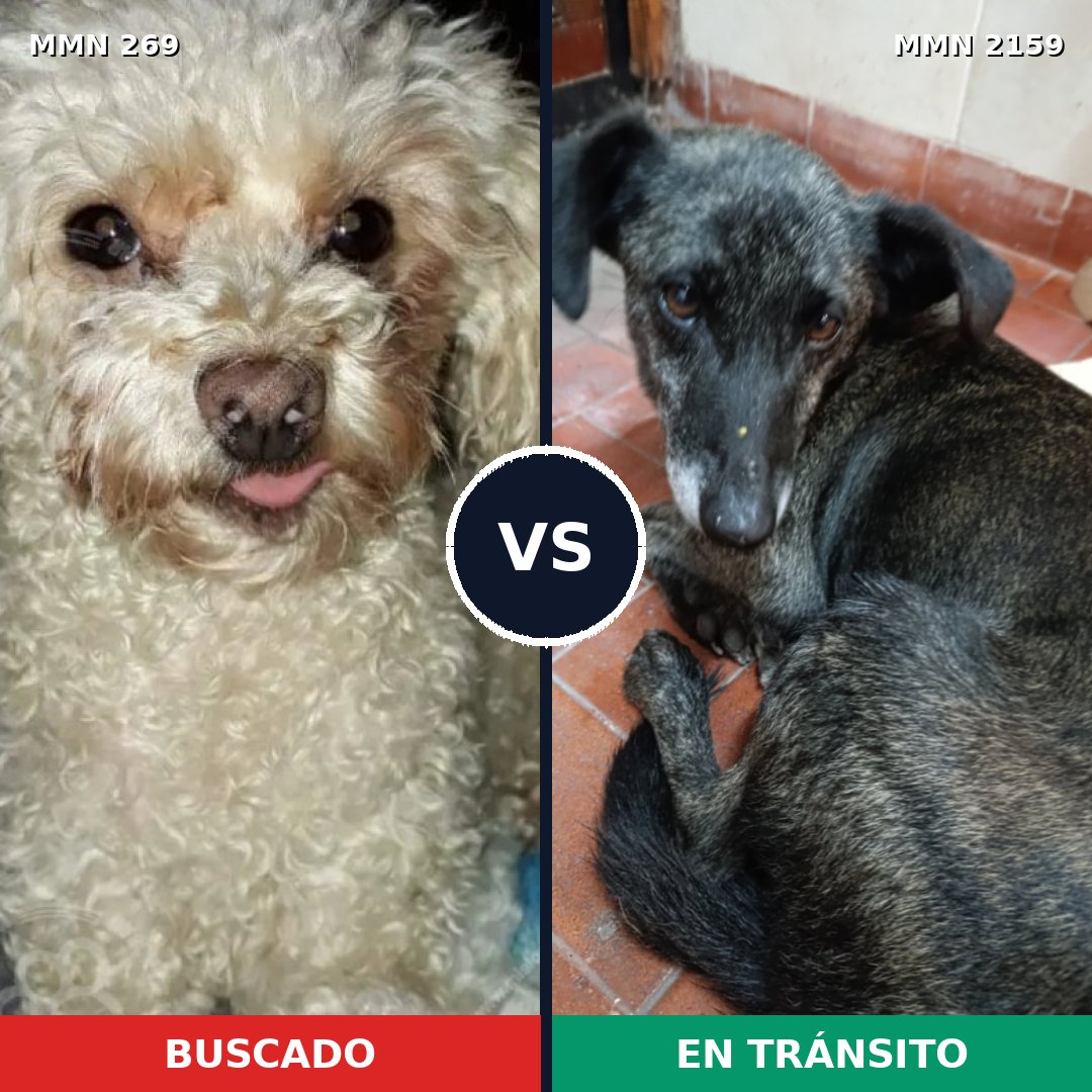 Comparativa MMS 63464: mascota perdida y mascota encontrada, 16% de similitud