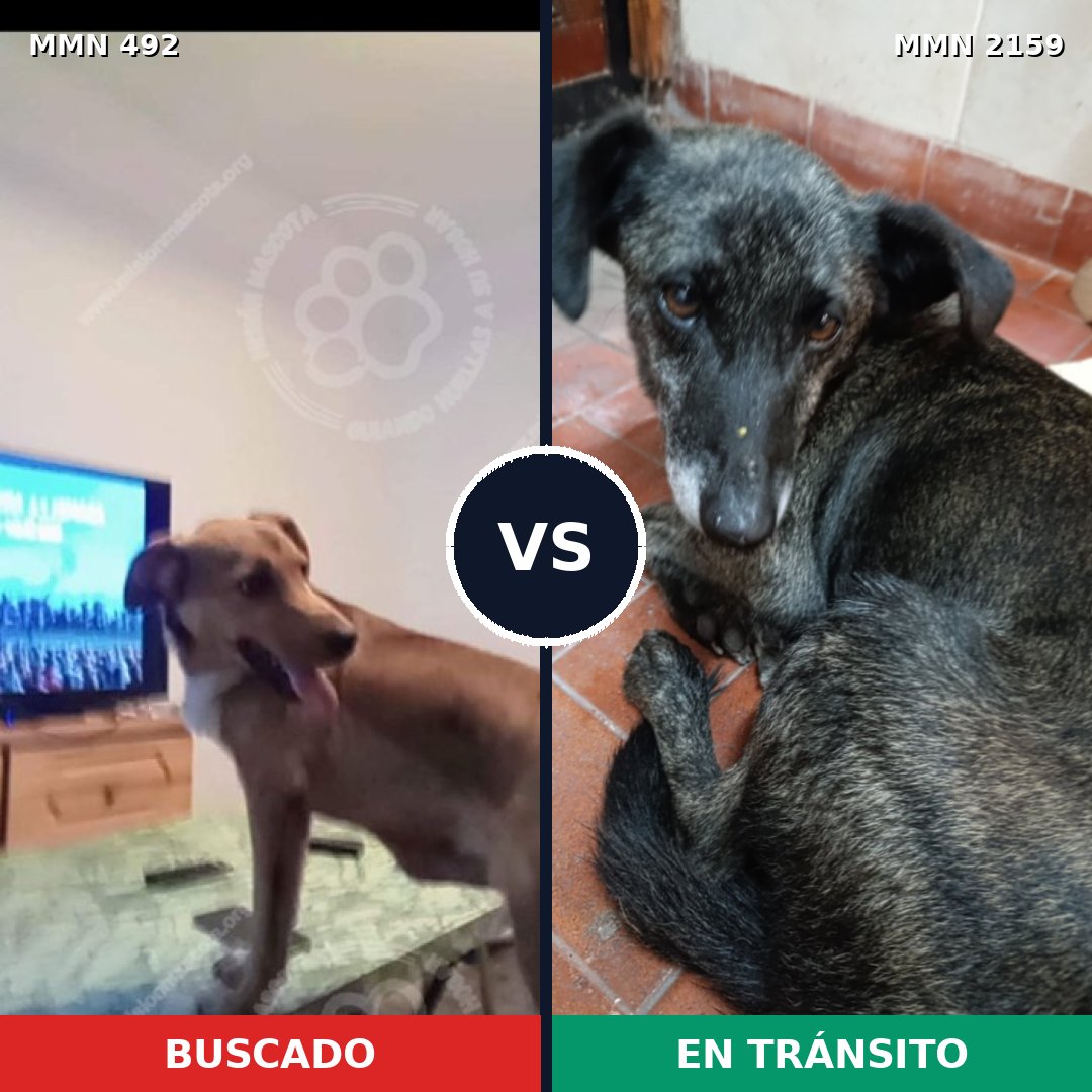 Comparativa MMS 63469: mascota perdida y mascota encontrada, 57% de similitud