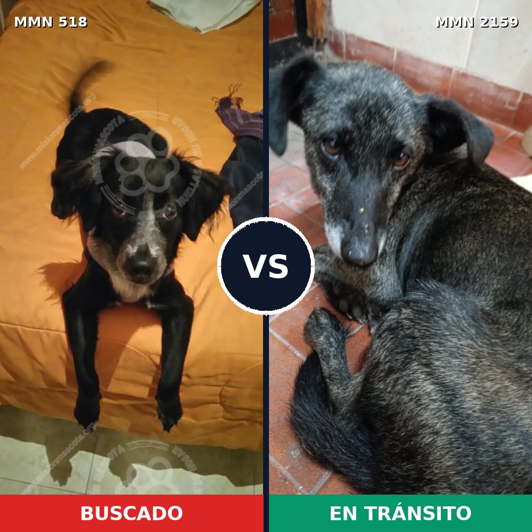 Comparativa MMS 63471: mascota perdida y mascota encontrada, 62% de similitud