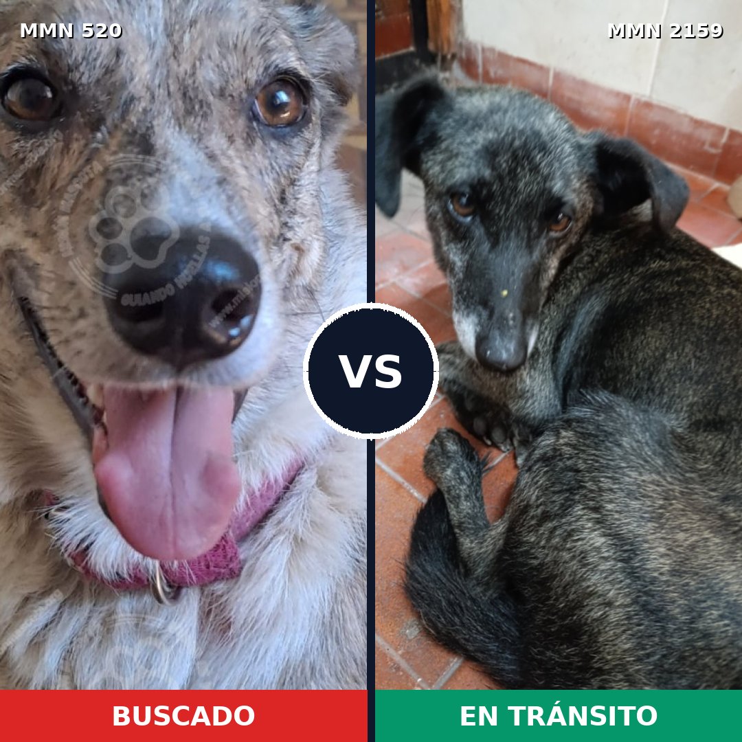 Comparativa MMS 63472: mascota perdida y mascota encontrada, 51% de similitud