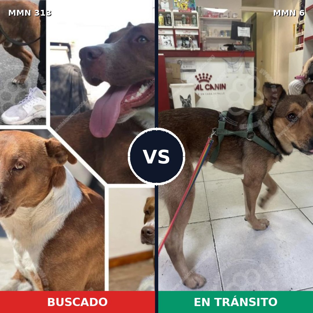 Comparativa MMS 6348: mascota perdida y mascota encontrada, 62% de similitud