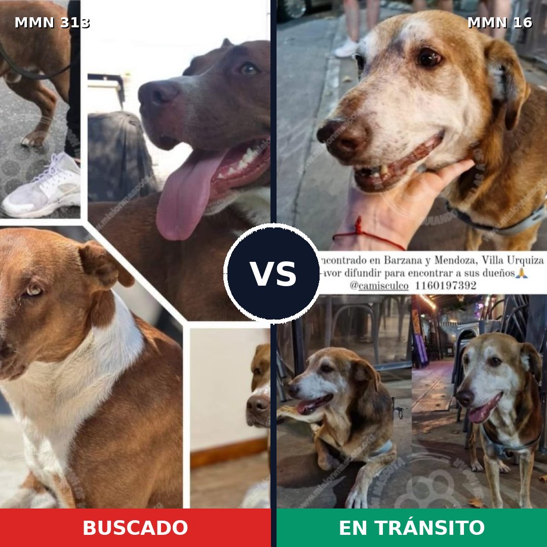 Comparativa MMS 6350: mascota perdida y mascota encontrada, 65% de similitud