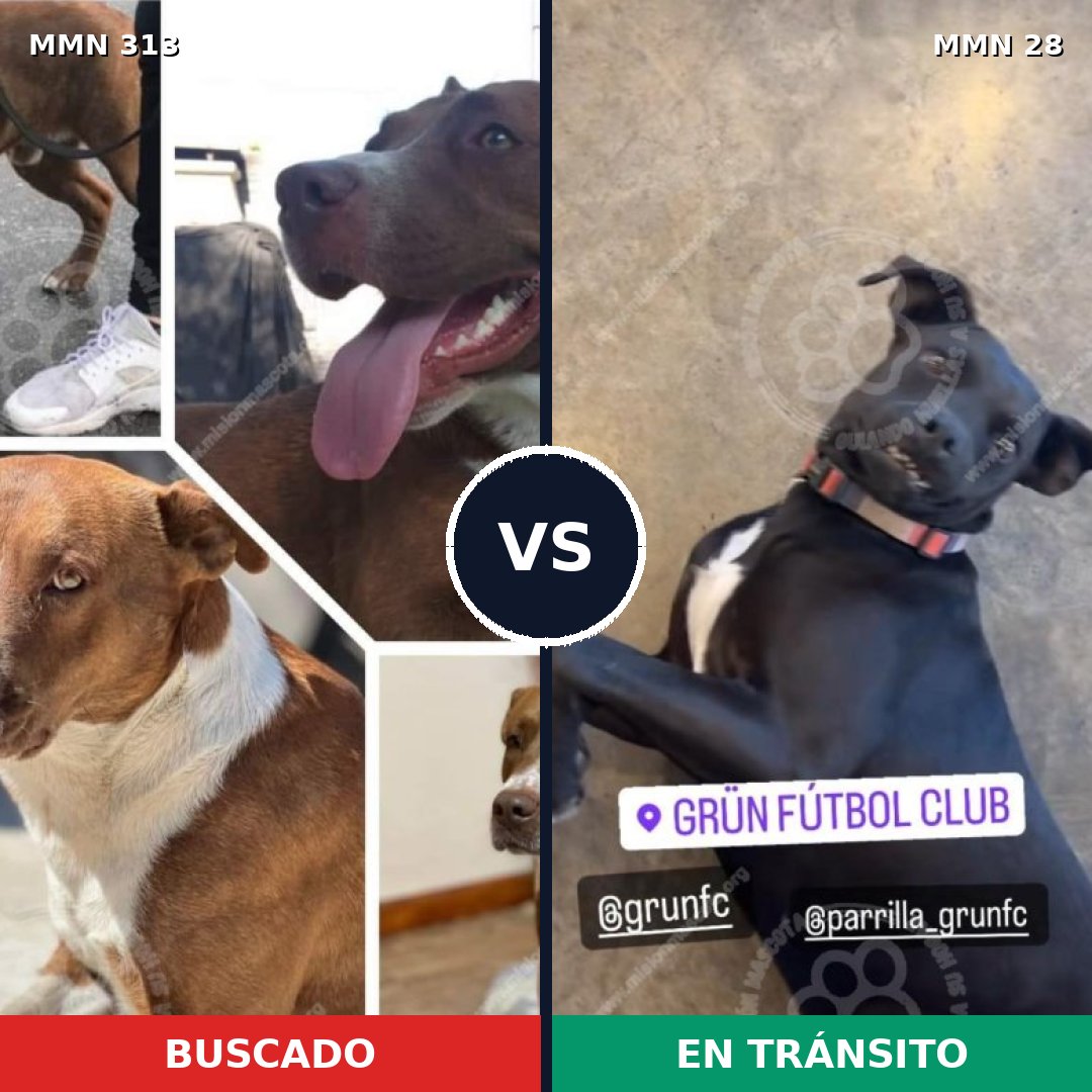 Comparativa MMS 6351: mascota perdida y mascota encontrada, 44% de similitud