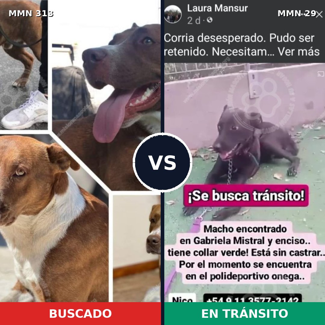 Comparativa MMS 6352: mascota perdida y mascota encontrada, 4% de similitud
