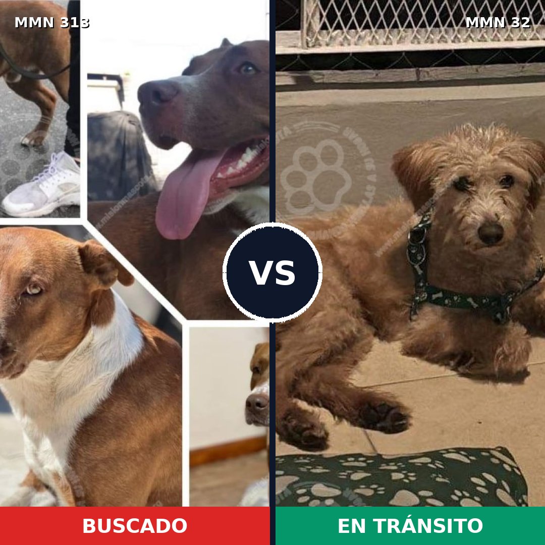 Comparativa MMS 6353: mascota perdida y mascota encontrada, 47% de similitud