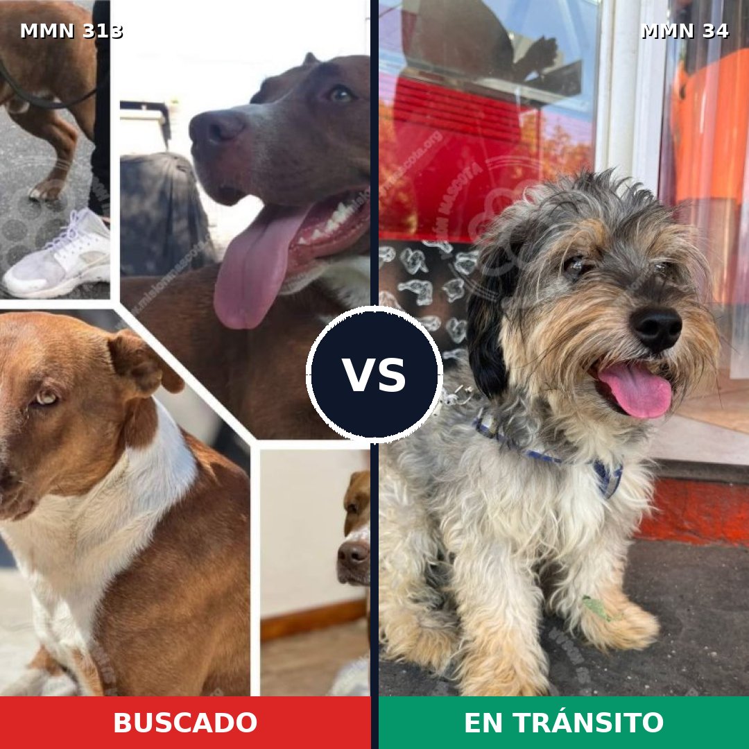 Comparativa MMS 6354: mascota perdida y mascota encontrada, 4% de similitud