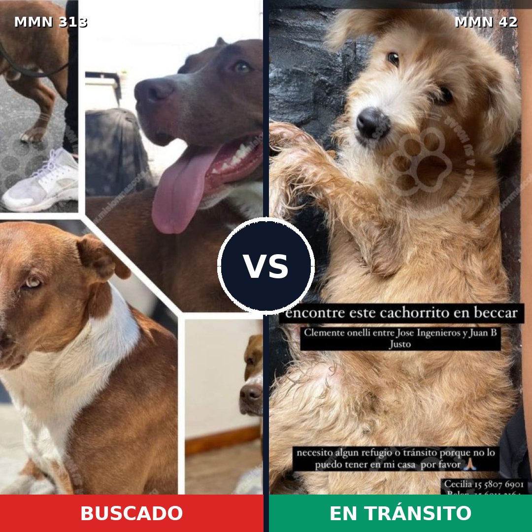 Comparativa MMS 6355: mascota perdida y mascota encontrada, 6% de similitud
