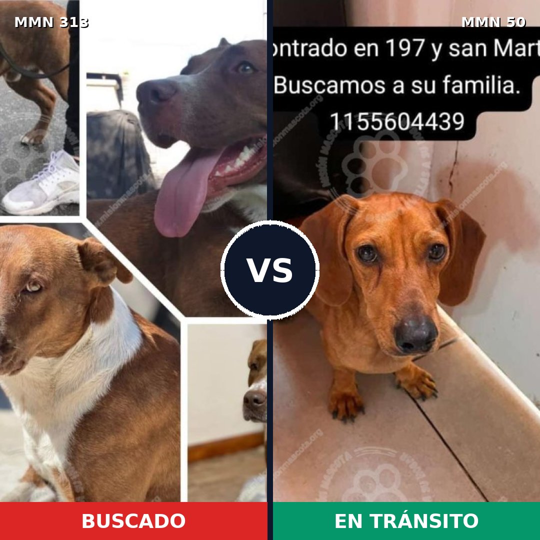 Comparativa MMS 6356: mascota perdida y mascota encontrada, 17% de similitud