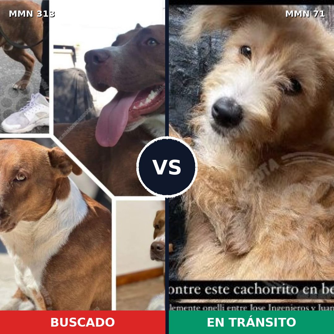Comparativa MMS 6357: mascota perdida y mascota encontrada, 47% de similitud