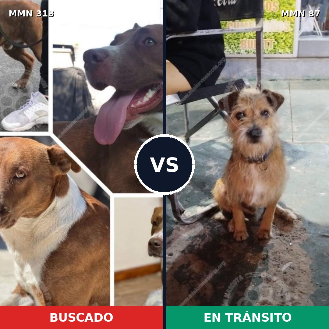 Comparativa MMS 6358: mascota perdida y mascota encontrada, 63% de similitud