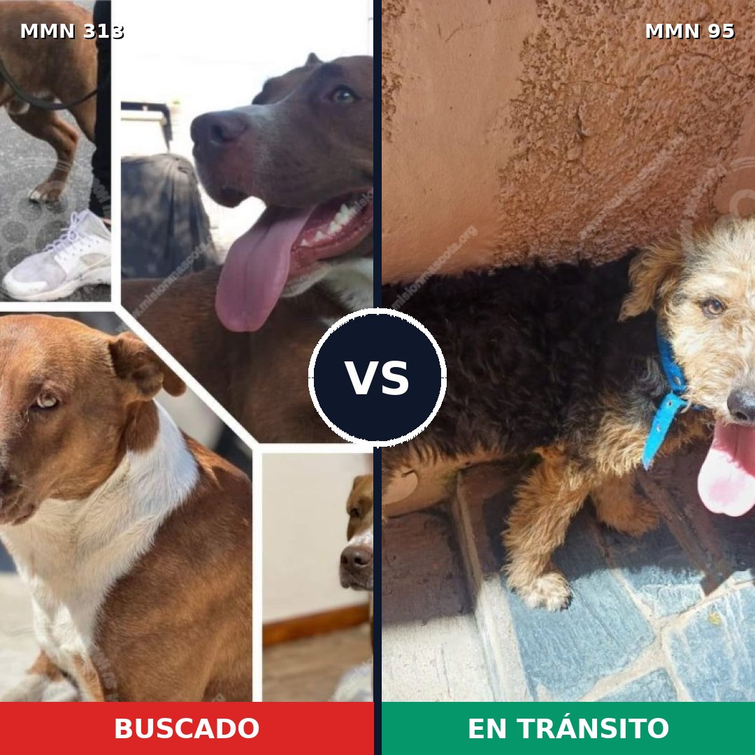 Comparativa MMS 6359: mascota perdida y mascota encontrada, 51% de similitud