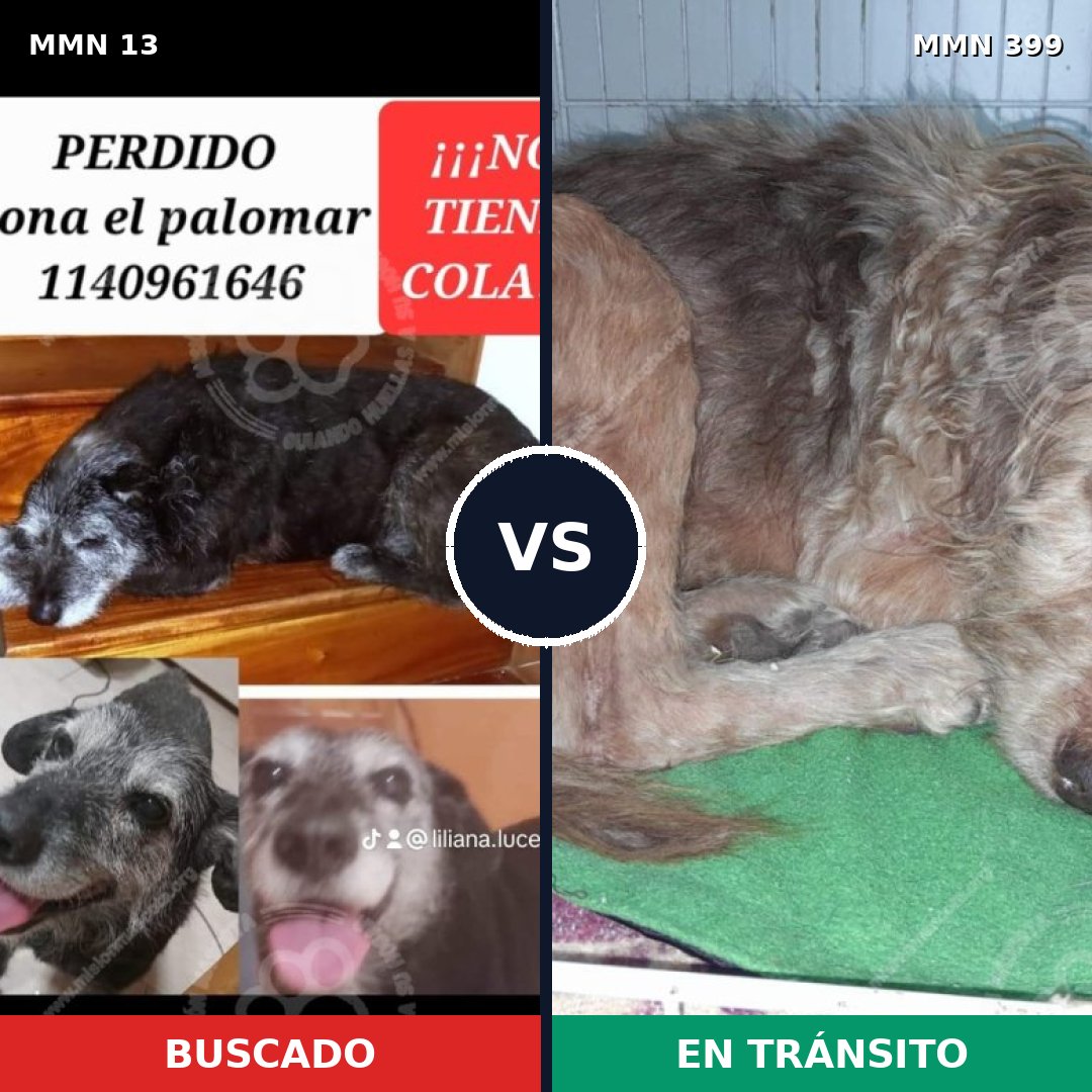 Comparativa MMS 636: mascota perdida y mascota encontrada, 74% de similitud