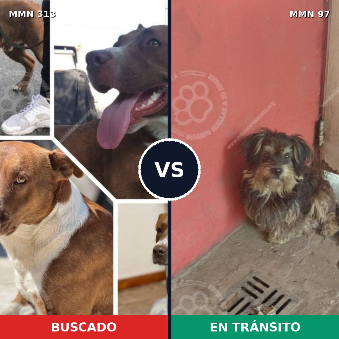 Comparativa MMS 6360: mascota perdida y mascota encontrada, 10% de similitud