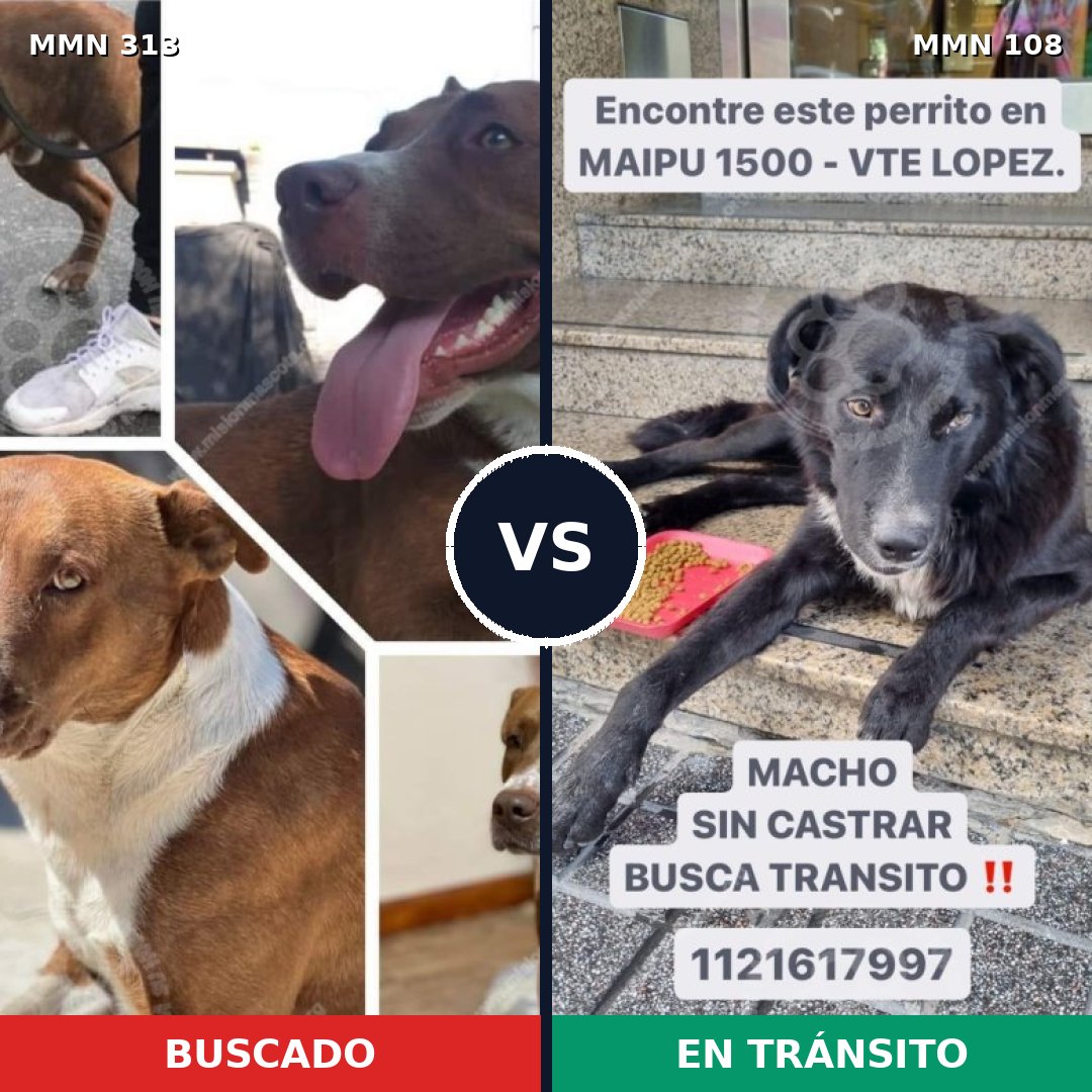 Comparativa MMS 6363: mascota perdida y mascota encontrada, 48% de similitud