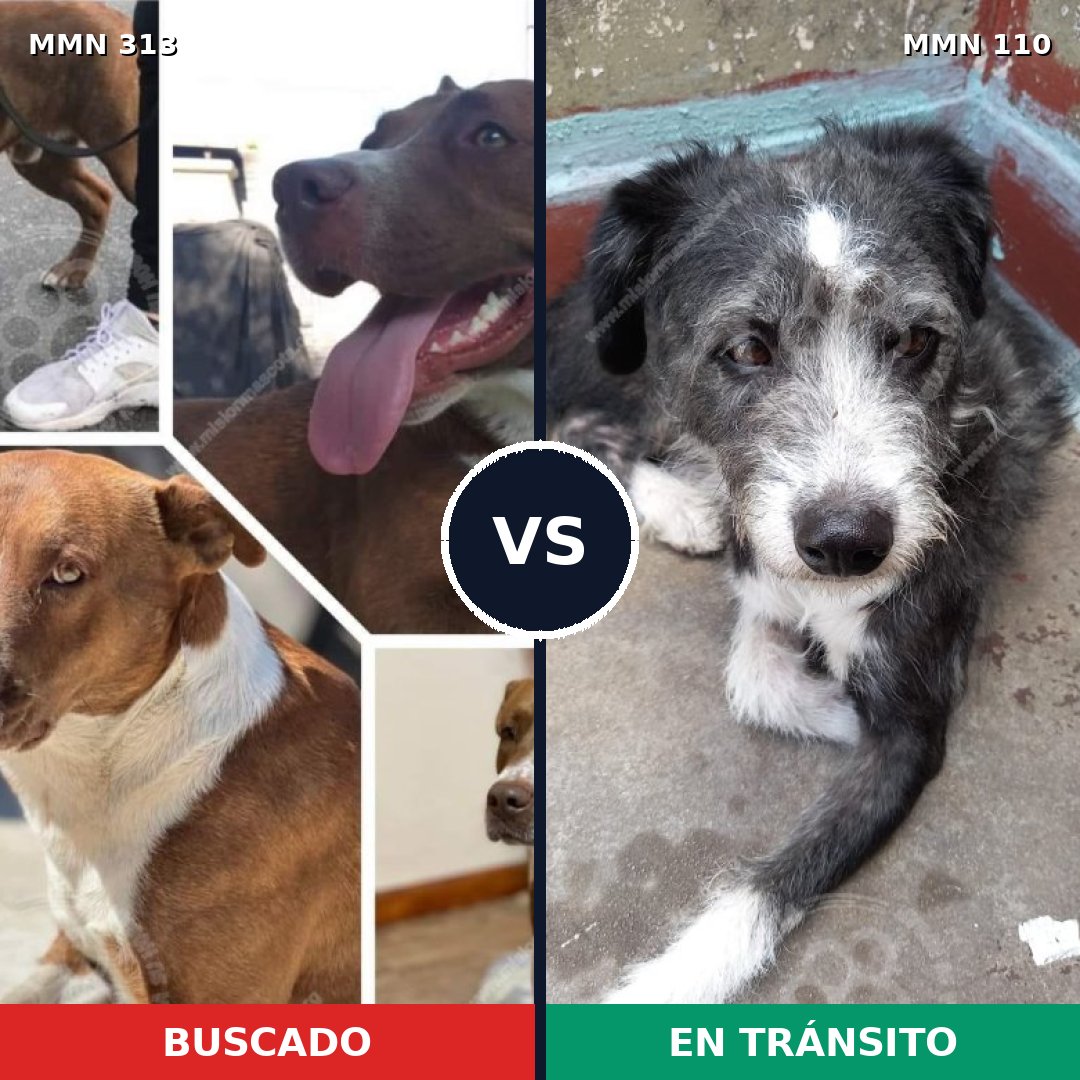 Comparativa MMS 6364: mascota perdida y mascota encontrada, 48% de similitud